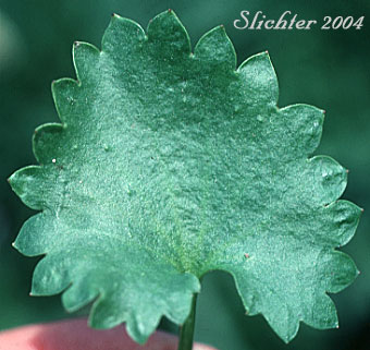 Leaf of Brook Saxifrage, Stream Saxifrage: Micranthes odontoloma (Synonyms: Saxifraga aestivalis, Saxifraga arguta, Saxifraga odontoloma, Saxifraga puncata var. arguta)
