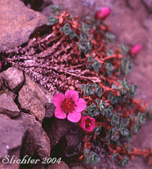 Purple Saxifrage, Purple Mountain Saxifrage, Twinflowered Saxifrage: Saxifraga oppositifolia ssp. oppositifolia (Synonym: Antiphylla oppositifolia)
