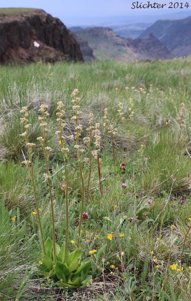 Habitat view of Bog Saxifrage, Oregon Saxifrage: Micranthes oregana (Synonyms: Saxifraga oregana, Saxifraga oregana var. montanensis, Saxifraga oregana var. oregana, Saxifraga oregana var. sierrae)