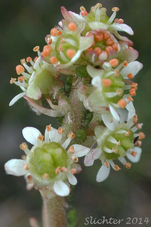 Flowers of Bog Saxifrage, Oregon Saxifrage: Micranthes oregana (Synonyms: Saxifraga oregana, Saxifraga oregana var. montanensis, Saxifraga oregana var. oregana, Saxifraga oregana var. sierrae)