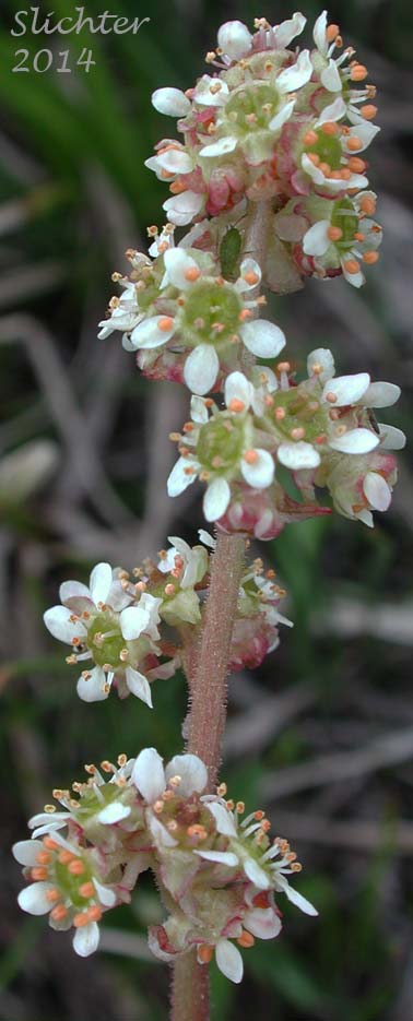 Inflorescence of Bog Saxifrage, Oregon Saxifrage: Micranthes oregana (Synonyms: Saxifraga oregana, Saxifraga oregana var. montanensis, Saxifraga oregana var. oregana, Saxifraga oregana var. sierrae)