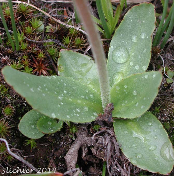 Basal leaves of Bog Saxifrage, Oregon Saxifrage: Micranthes oregana (Synonyms: Saxifraga oregana, Saxifraga oregana var. montanensis, Saxifraga oregana var. oregana, Saxifraga oregana var. sierrae)