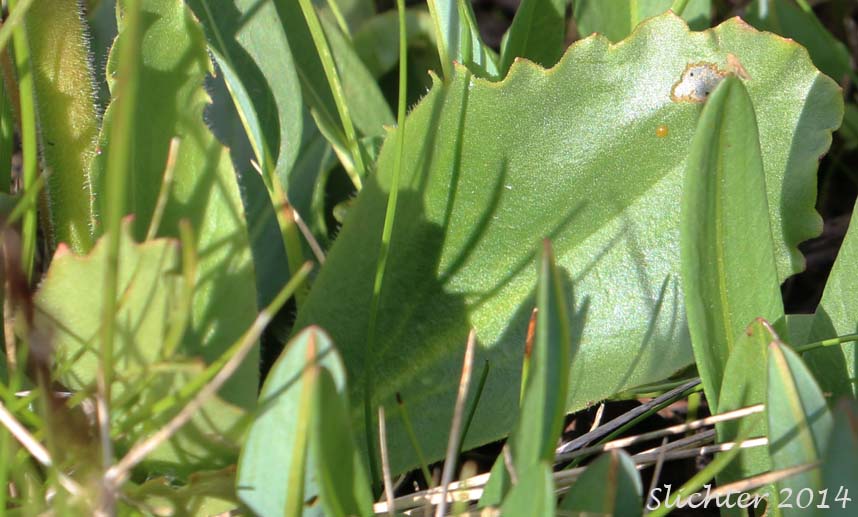 Basal leaves of Bog Saxifrage, Oregon Saxifrage: Micranthes oregana (Synonyms: Saxifraga oregana, Saxifraga oregana var. montanensis, Saxifraga oregana var. oregana, Saxifraga oregana var. sierrae)