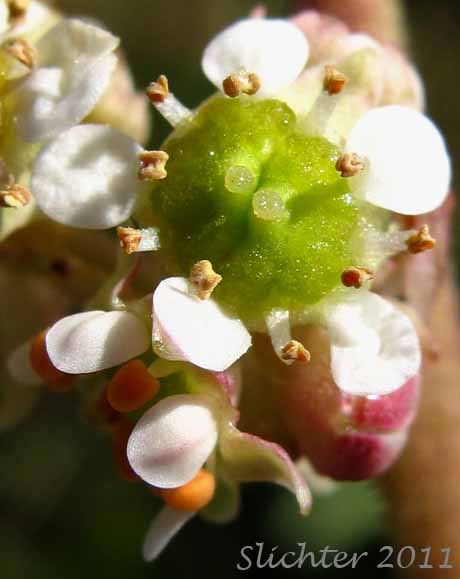 Close-up of a flower of Bog Saxifrage, Oregon Saxifrage: Micranthes oregana (Synonyms: Saxifraga oregana, Saxifraga oregana var. montanensis, Saxifraga oregana var. oregana, Saxifraga oregana var. sierrae)