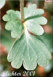 Stem leaf of Violet Mock Brookfoam, Violet Suksdorfia: Suksdorfia violacea