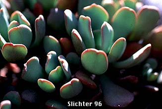 Leaves of Creamy Stonecrop: Sedum oregonense