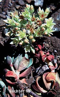 Creamy Stonecrop: Sedum oregonenseSedum oregonense