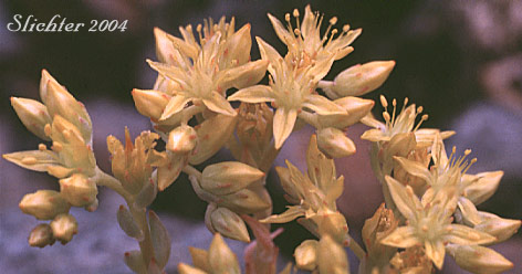 Flowers of Worm-leaf Stonecrop: Sedum stenopetalum ssp. stenopetalum (Synonyms: Sedum douglasii var. douglasii, Sedum stenopetalum ssp. monanthum)