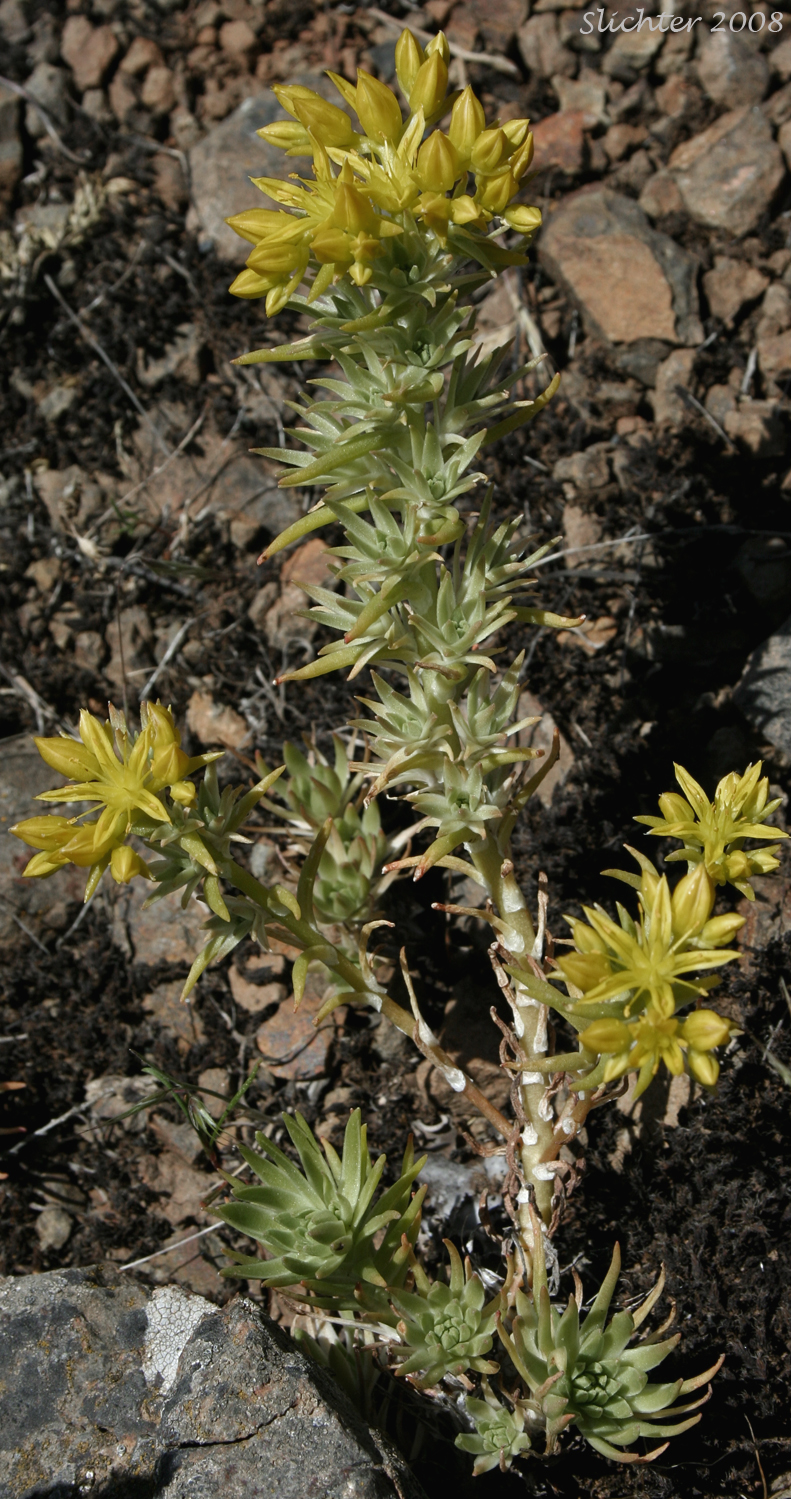Worm-leaf Stonecrop: Sedum stenopetalum ssp. stenopetalum (Synonyms: Sedum douglasii var. douglasii, Sedum stenopetalum ssp. monanthum)