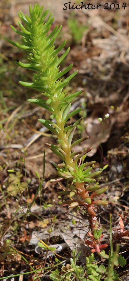 Worm-leaf Stonecrop: Sedum stenopetalum ssp. stenopetalum (Synonyms: Sedum douglasii var. douglasii, Sedum stenopetalum ssp. monanthum)