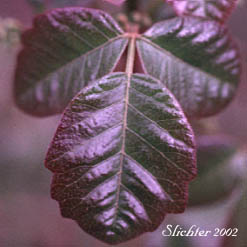 Trifoliate leaf of Pacific Poison Oak, Pacific Poison-oak: Toxicodendron diversilobum (Synonyms: Rhus diversiloba, Toxicodendron radicans ssp. diversilobum)