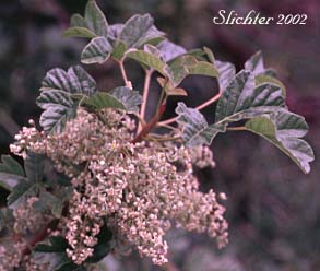 Inflorescence of Pacific Poison Oak, Pacific Poison-oak: Toxicodendron diversilobum (Synonyms: Rhus diversiloba, Toxicodendron radicans ssp. diversilobum)
