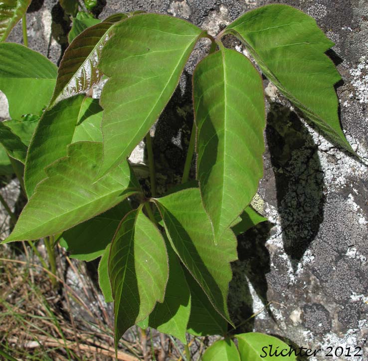 Western Poison Ivy, Western Poison-ivy: Toxicodendron rydbergii (Synonyms: Rhus radicans, Rhus radicans var. rydbergii, Rhus radicans var. vulgaris, Rhus rydbergii, Rhus toxicodendron var. vulgaris, Toxicodendron desertorum, Toxicodendron radicans)  