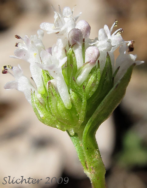 Part of the inflorescence of Longhorn Plectritis, Longspur White Plectritis, White Plectritis: Plectritis macrocera (Synonyms: Plectritis macrocera ssp. grayi, Plectritis macrocera ssp. macrocera, Plectritis macrocera var. collina, Plectritis macrocera var. grayi, Plectritis macrocera var. macrocera, Plectritis macrocera var. macroptera, Plectritis macrocera var. mamillata)