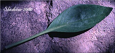 Basal leaf of Downy-fruited Valerian, Forest Valerian: Valeriana acutiloba var. pubicarpa (Synonyms: Valeriana capitata ssp. pubicarpa, Valeriana pubicarpa)