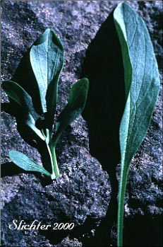Leaves of Downy-fruited Valerian, Forest Valerian: Valeriana acutiloba var. pubicarpa (Synonyms: Valeriana capitata ssp. pubicarpa, Valeriana pubicarpa)