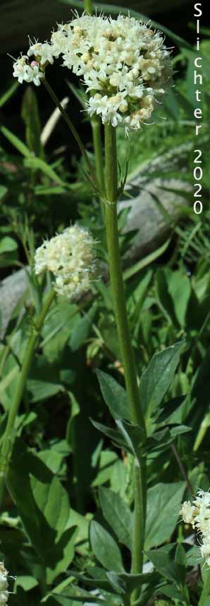 Downy-fruited Valerian, Forest Valerian: Valeriana acutiloba var. pubicarpa (Synonyms: Valeriana capitata ssp. pubicarpa, Valeriana pubicarpa)