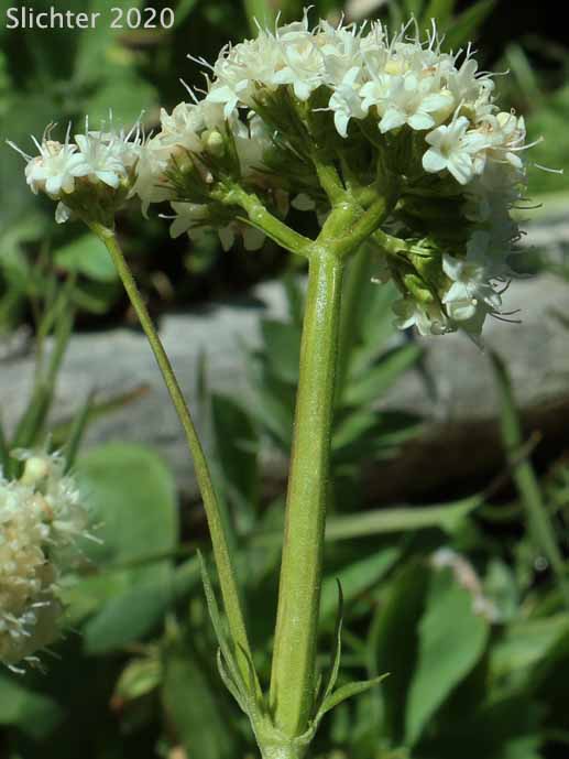 Downy-fruited Valerian, Forest Valerian: Valeriana acutiloba var. pubicarpa (Synonyms: Valeriana capitata ssp. pubicarpa, Valeriana pubicarpa)