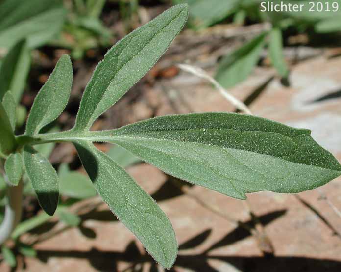 California Valerian: Valeriana californica (Synonyms: Valeriana acutiloba var. glabra, Valeriana capitata, Valeriana capitata ssp. californica)