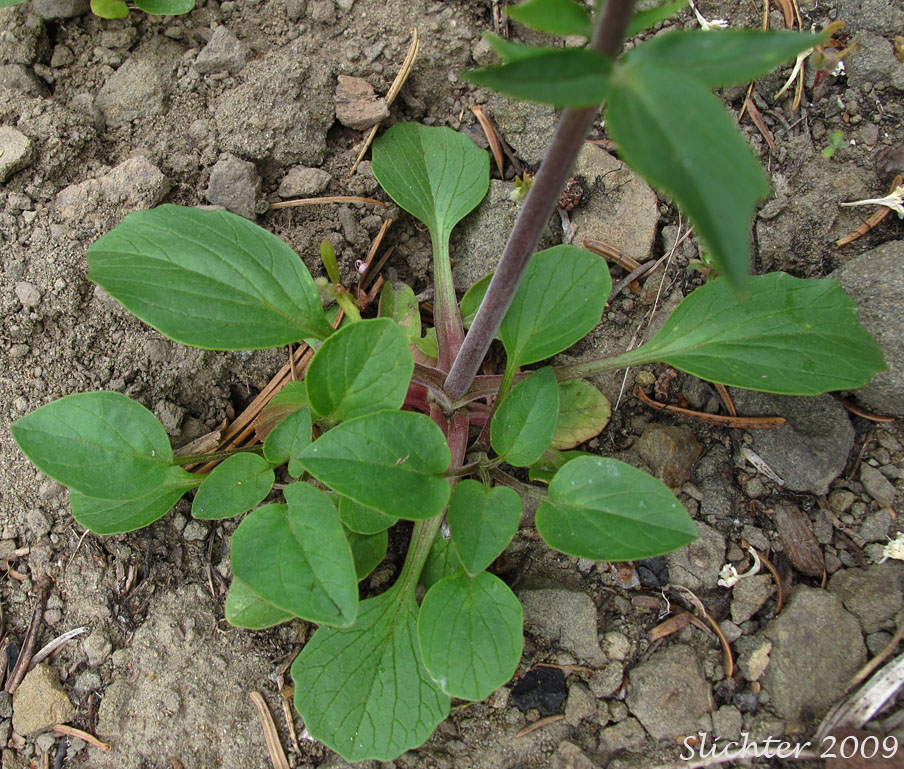 Basal leaf cluster of Wenatchee Valerian: Valeriana columbiana