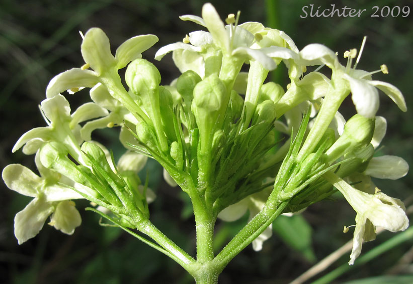 Inflorescence of Wenatchee valerian: Valeriana columbiana