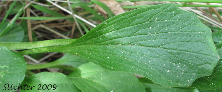 Basal leaf of Wenatchee Valerian: Valeriana columbiana