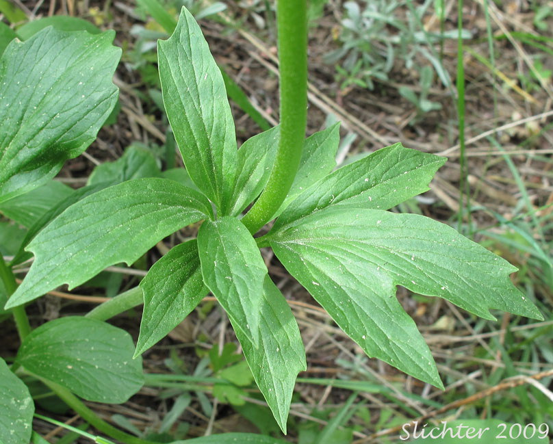 Paired stem leaves of Wenatchee Valerian: Valeriana columbiana