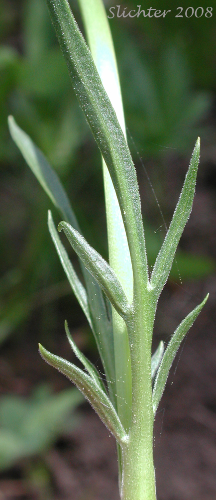 Stem leaf of Valeriana edulis