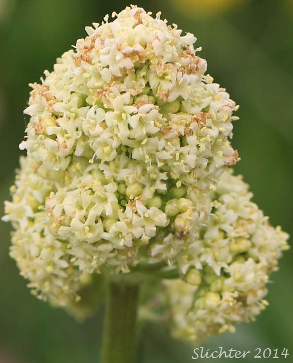 Inflorescence of Edible Valerian, Tobacco Root, Tobacco-root: Valeriana edulis var. edulis