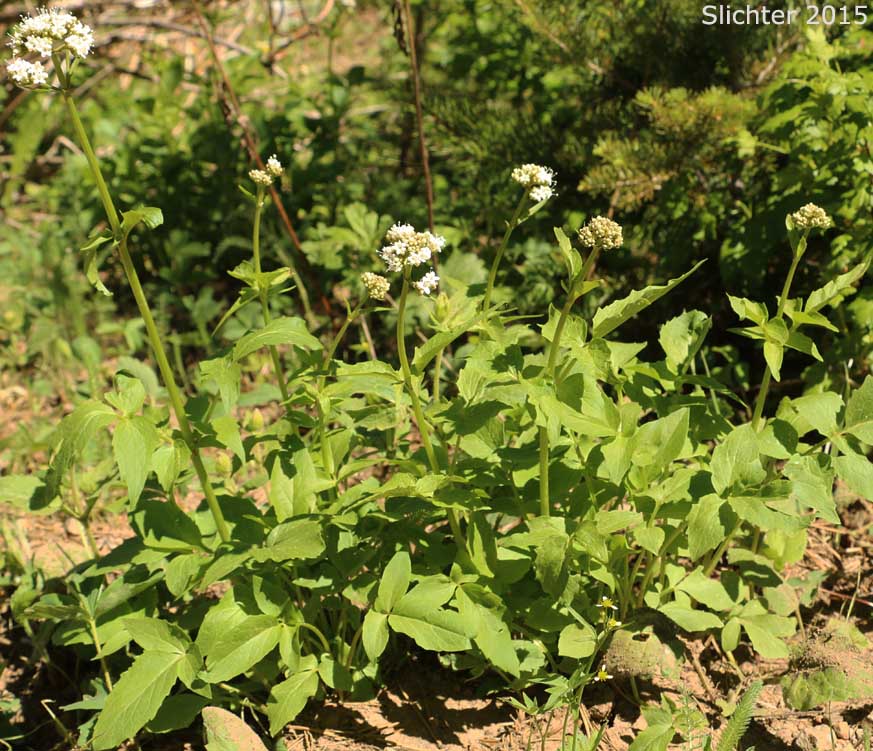 Mountain Heliotrope, Sitka Valerian: Valeriana sitchensis (Synonyms: Valerianella sitchensis, Valeriana sitchensis var. hookeri, Valeriana sitchensis var. sitchensis)