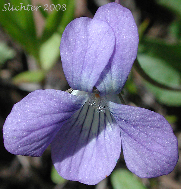 Flower of Long-spurred Violet, Western Longspur Violet, Hookedspur Violet, Early Blue Violet: Viola adunca (Synonynms: Viola adunca var. adunca, Viola adunca var. bellidifolia, Viola adunca var. cascadensis, Viola adunca ssp. oxyceras, Viola adunca var. oxyceras, Viola adunca var. uncinulata, Viola bellidifolia, Viola cascadensis)