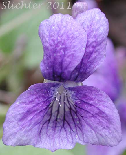 Close-up frontal view of the flower of Long-spurred Violet, Western Longspur Violet, Hookedspur Violet, Early Blue Violet: Viola adunca (Synonynms: Viola adunca var. adunca, Viola adunca var. bellidifolia, Viola adunca var. cascadensis, Viola adunca ssp. oxyceras, Viola adunca var. oxyceras, Viola adunca var. uncinulata, Viola bellidifolia, Viola cascadensis)