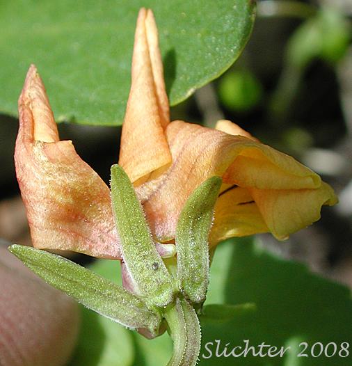 Sideview of flower of Viola praemorsa ssp. linguifolia