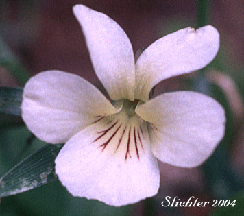 Flower of Small White Violet, Sweet White Violet: Viola macloskeyi (Synonyms: Viola macloskeyi ssp. macloskeyi, Viola macloskeyi ssp. pallens, Viola macloskeyi var. macloskeyi, Viola macloskeyi var. pallens)