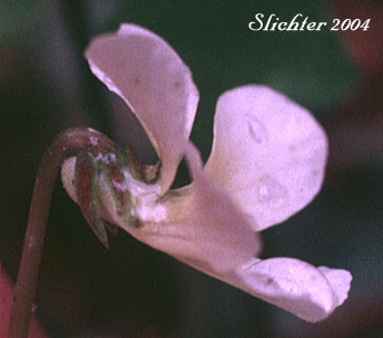 Sideview of a flower of Small White Violet, Sweet White Violet: Viola macloskeyi (Synonyms: Viola macloskeyi ssp. macloskeyi, Viola macloskeyi ssp. pallens, Viola macloskeyi var. macloskeyi, Viola macloskeyi var. pallens)