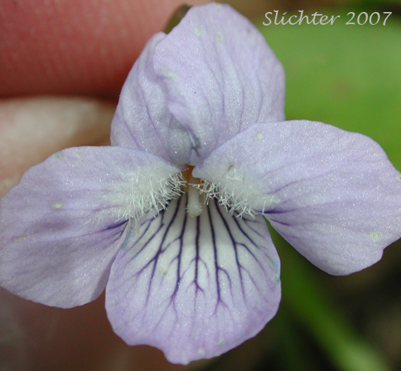 Flower of Viola adunca