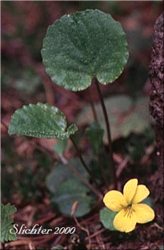 Darkwoods Violet, Evergreen Yellow Violet, Round-leaf Violet, Round-leaved Violet: Viola orbiculata (Synonyms: Viola sempervirens var. orbiculata, Viola sempervirens var. orbiculoides)