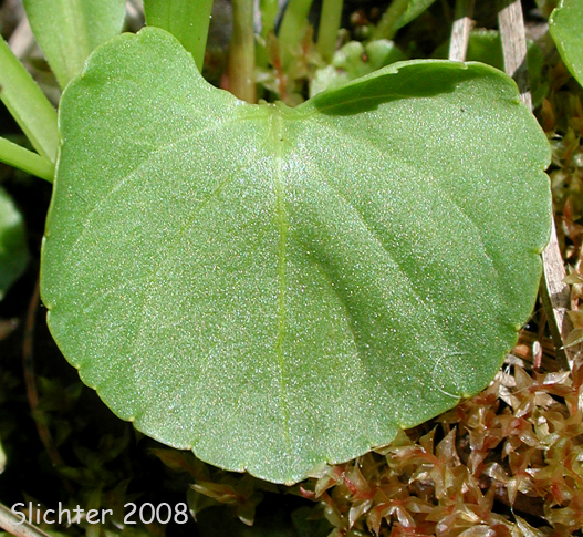 Leaf of Marsh Violet: Viola palustris