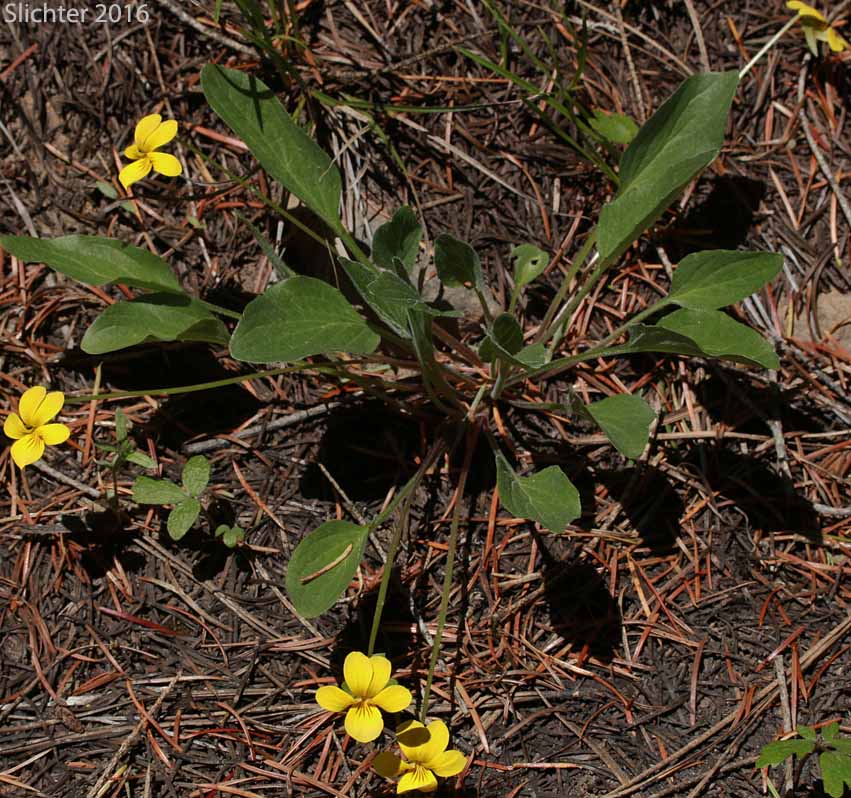 Canary Violet, Upland Yellow Violet, Yellow Montane Violet: Viola praemorsa ssp. praemorsa (Synonyms: Viola nuttallii ssp. praemorsa, Viola nuttallii var. praemorsa)