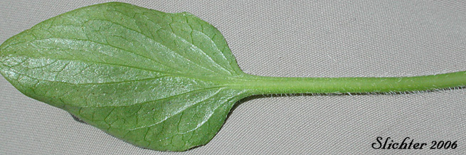 Ventral surface of a basal leaf of Canary Violet, Upland Yellow Violet, Yellow Montane Violet: Viola praemorsa ssp. praemorsa ((Synonyms: Viola nuttallii ssp. praemorsa, Viola nuttallii var. praemorsa))