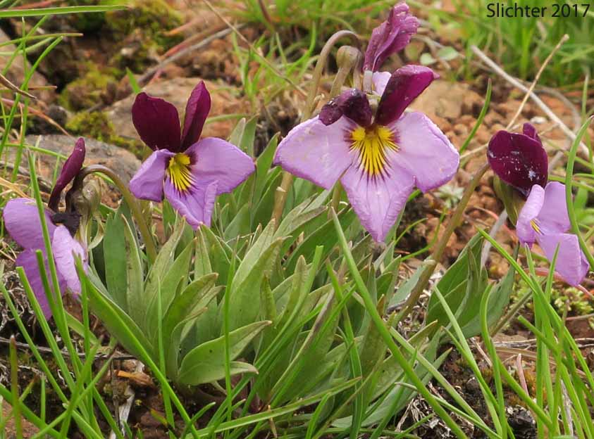 Three-nerved violet, aka sagebrush violet (Viola trinervata)