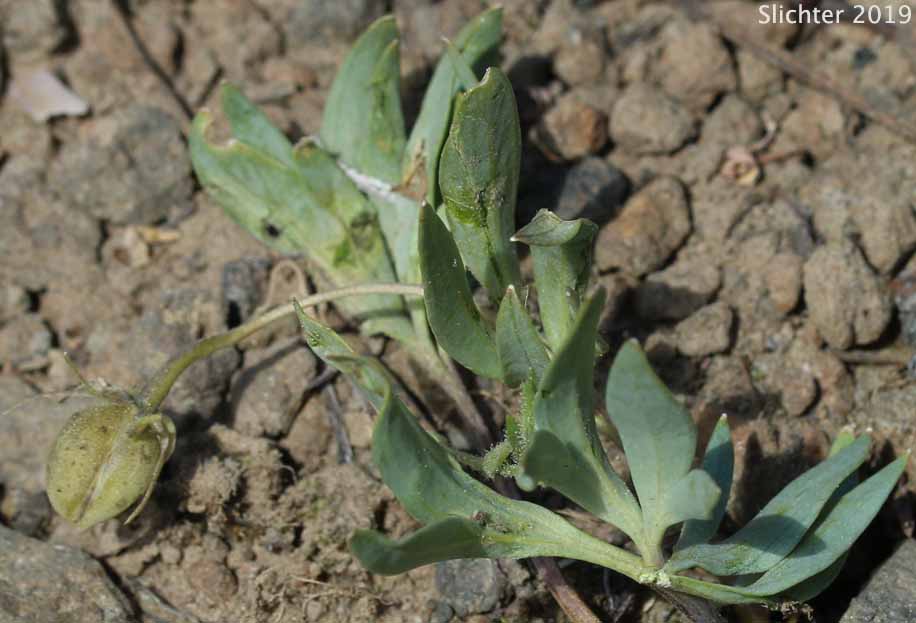 Maturing seed pod of Three-nerved Violet, Rainier Violet, Sagebrush Violet: Viola trinervata