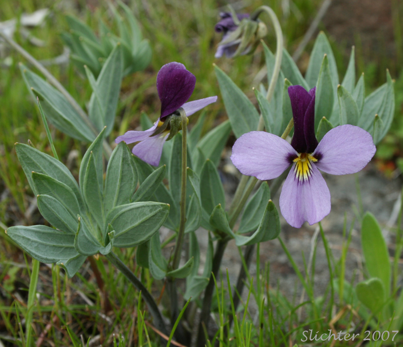 Three-nerved Violet, Rainier Violet, Sagebrush Violet: Viola trinervata