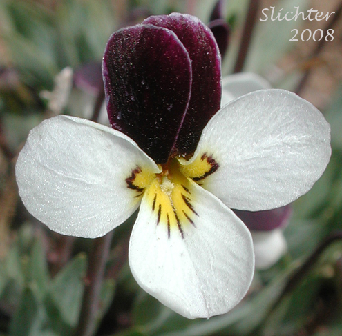 Flower of Three-nerved Violet, Rainier Violet, Sagebrush Violet: Viola trinervata