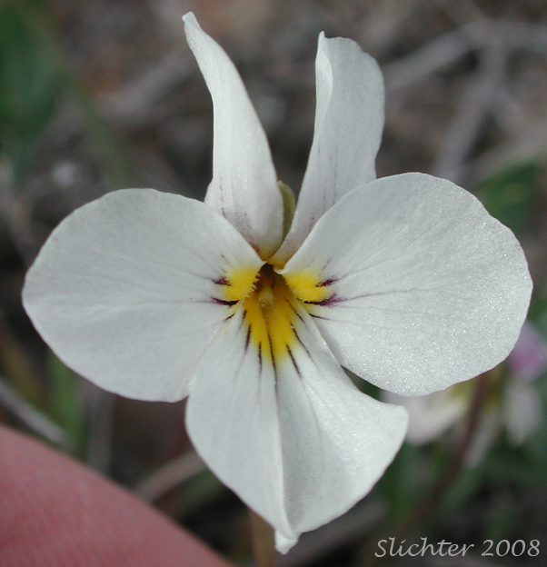Flower of Three-nerved Violet, Rainier Violet, Sagebrush Violet: Viola trinervata