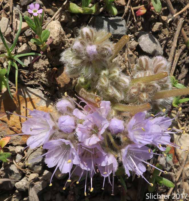 Inflorescence of Alpine Waterleaf, Ballhead Waterleaf, Woolen Breeches: Hydrophyllum capitatum var. alpinum
