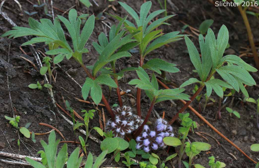 Alpine Waterleaf, Ballhead Waterleaf, Woolen Breeches: Hydrophyllum capitatum var. alpinum