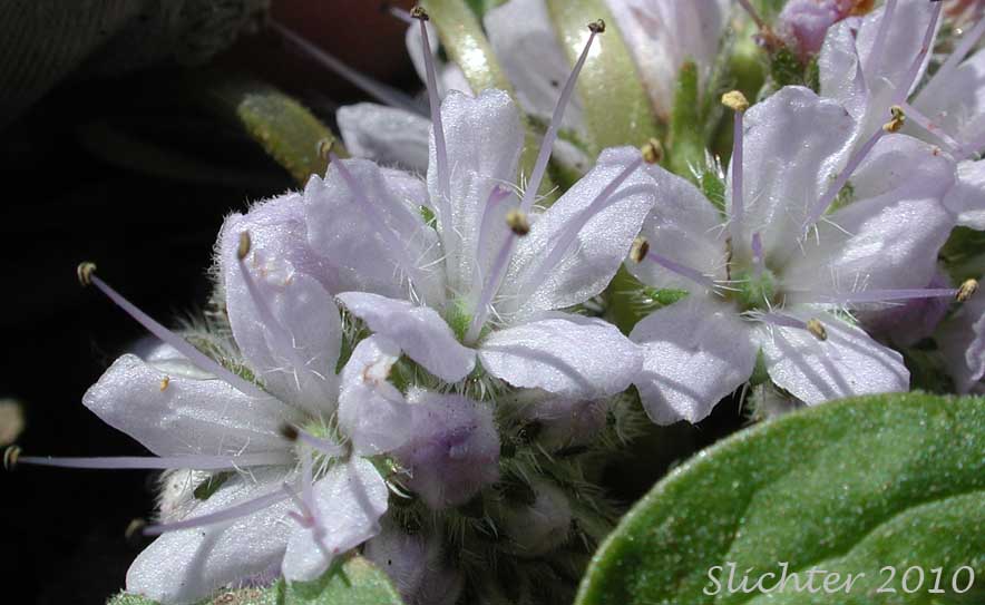 Flowers of Alpine Waterleaf, Ballhead Waterleaf, Woolen Breeches: Hydrophyllum capitatum var. alpinum