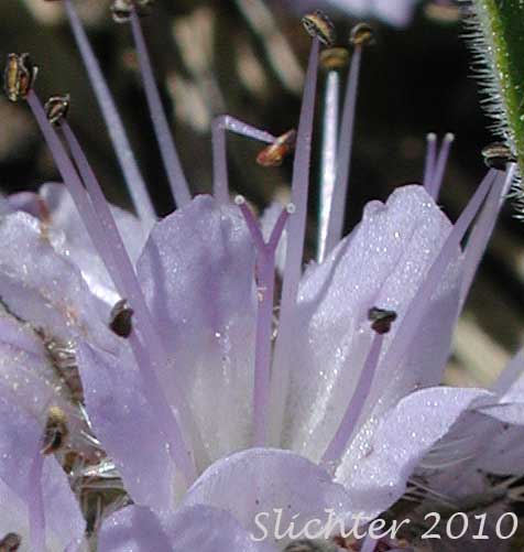 Flower of Alpine Waterleaf, Ballhead Waterleaf, Woolen Breeches: Hydrophyllum capitatum var. alpinum