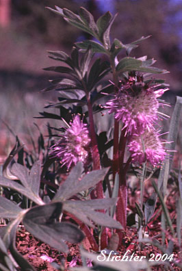 Ballhead Waterleaf, Wool Breeches, Woolen Breeches: Hydrophyllum capitatum var. capitatum
